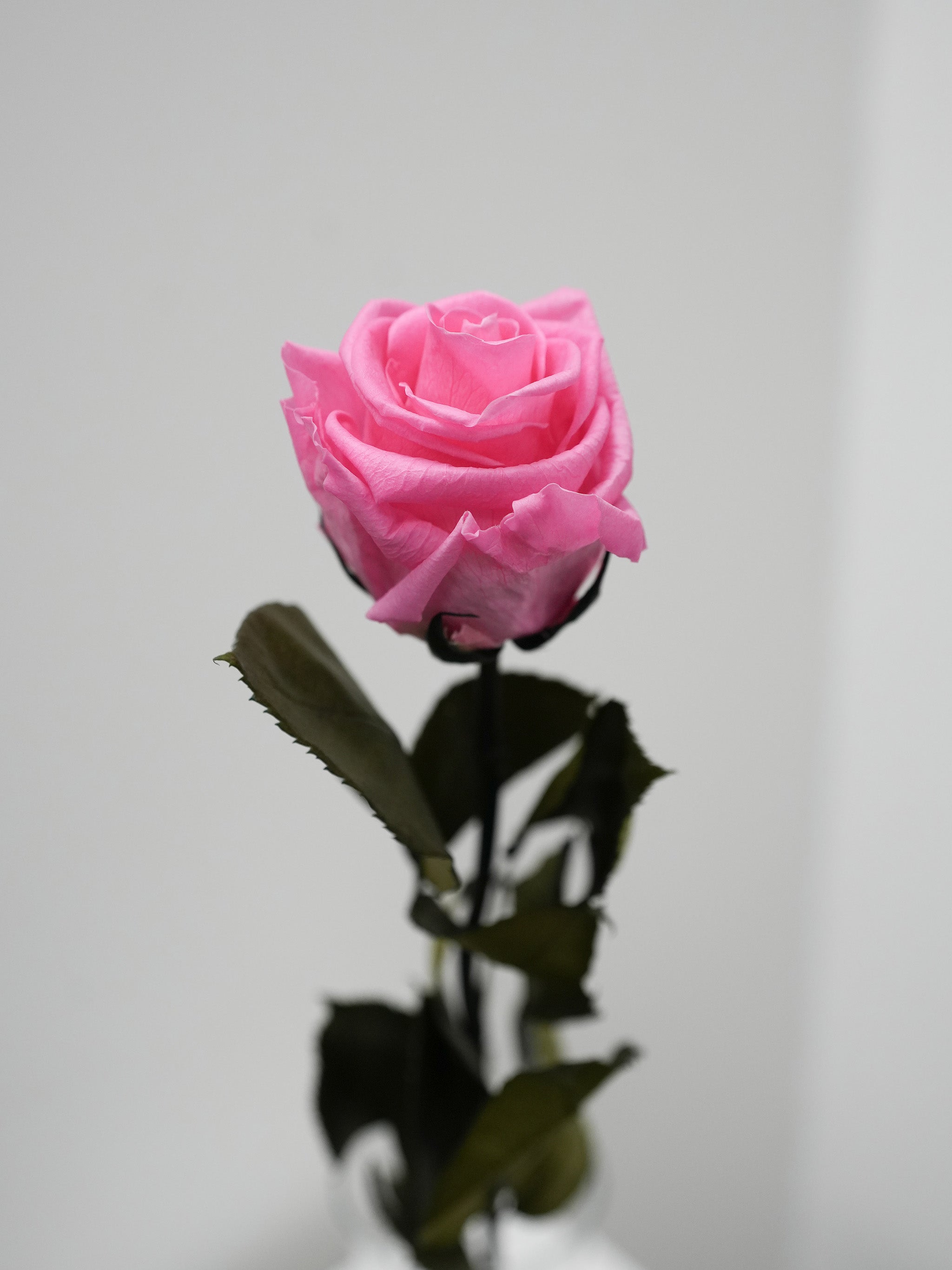 Single Preserved Rose