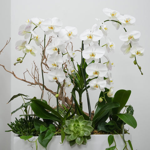 Orchid Bliss in White