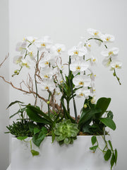 Orchid Bliss in White