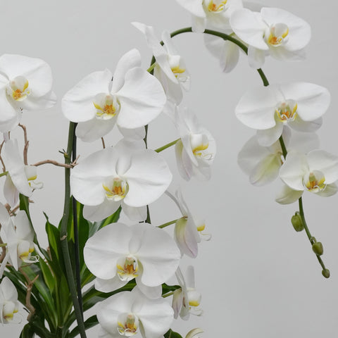 Orchid Bliss in White