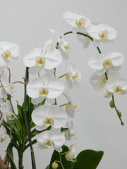 Orchid Bliss in White