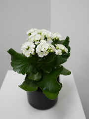 Kalanchoe (4