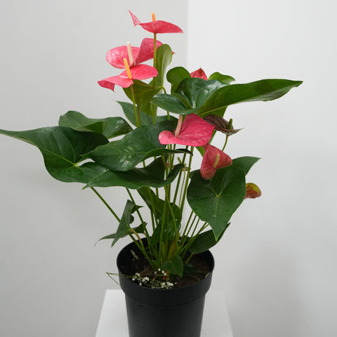 Anthurium 8