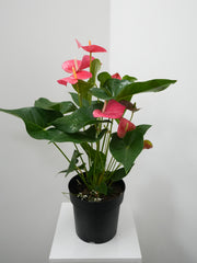 Anthurium 8