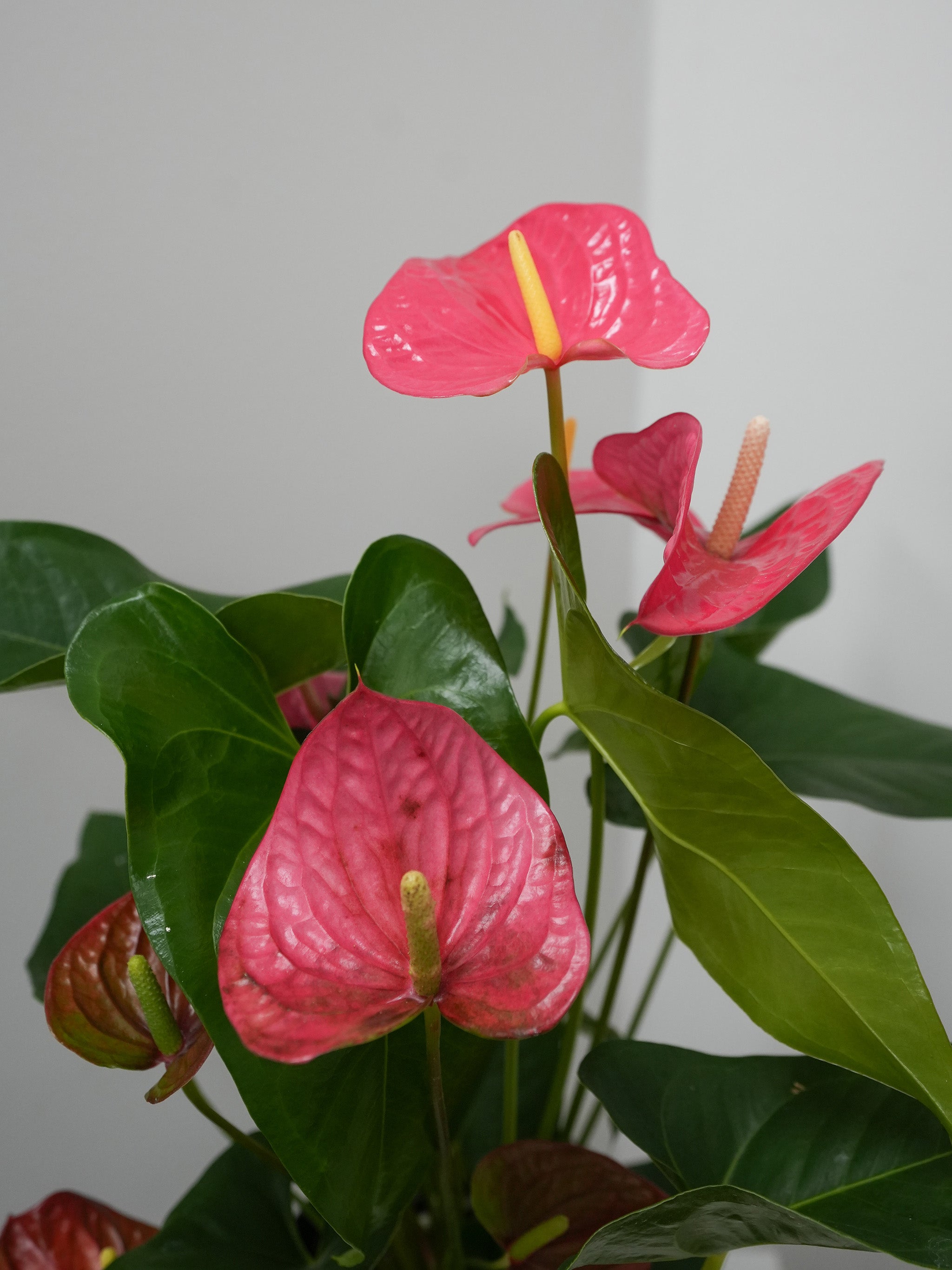 Anthurium 8