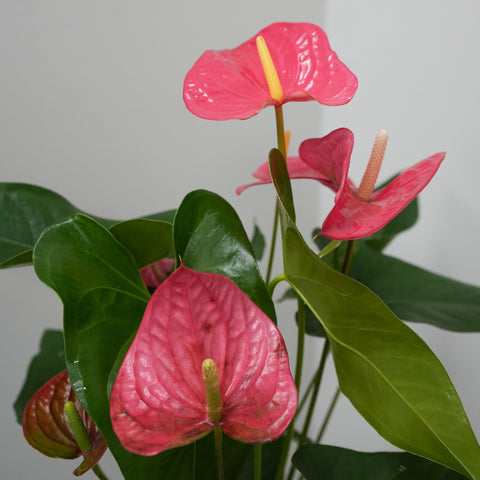 Anthurium 8