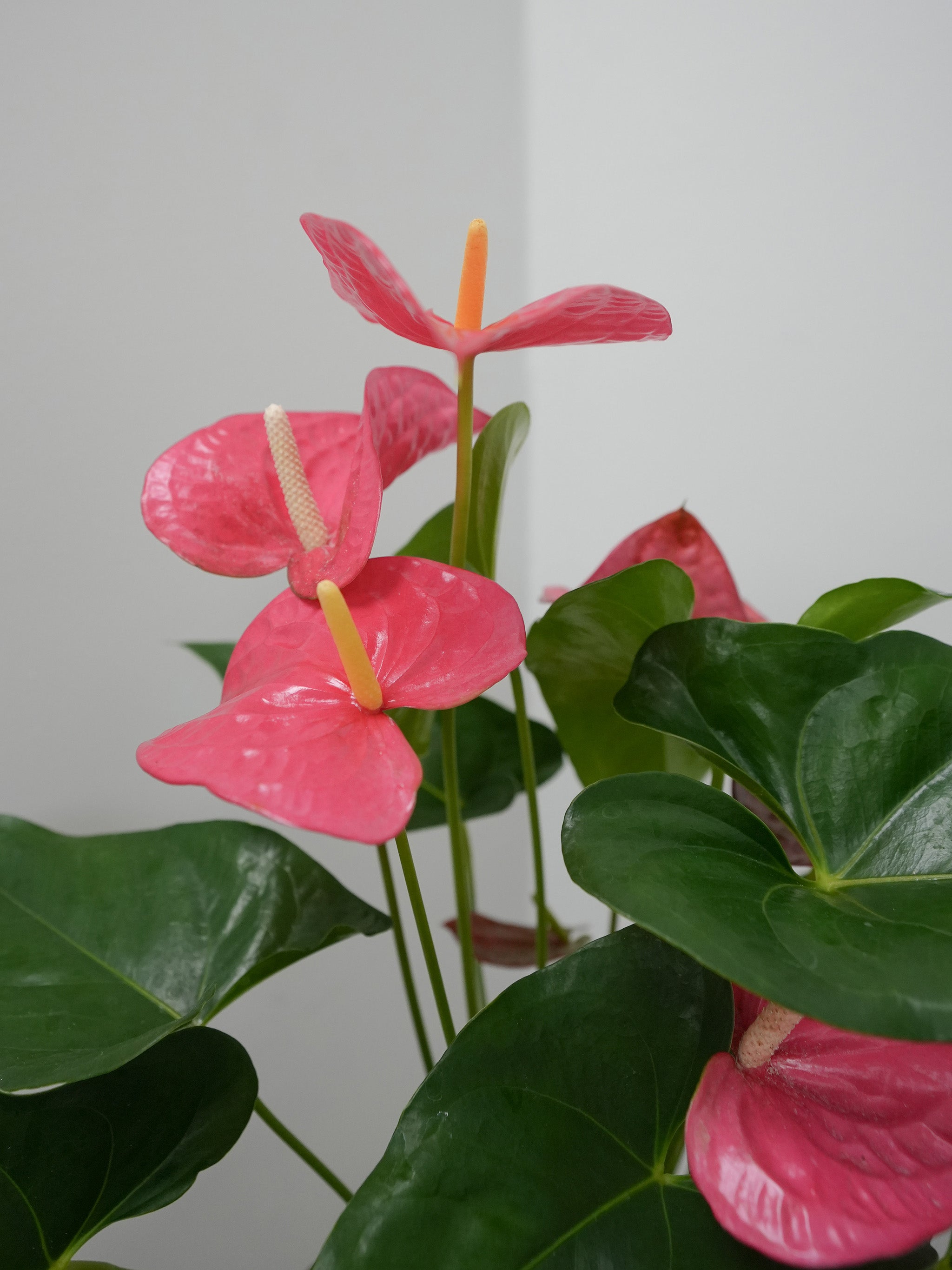 Anthurium 8