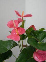 Anthurium 8
