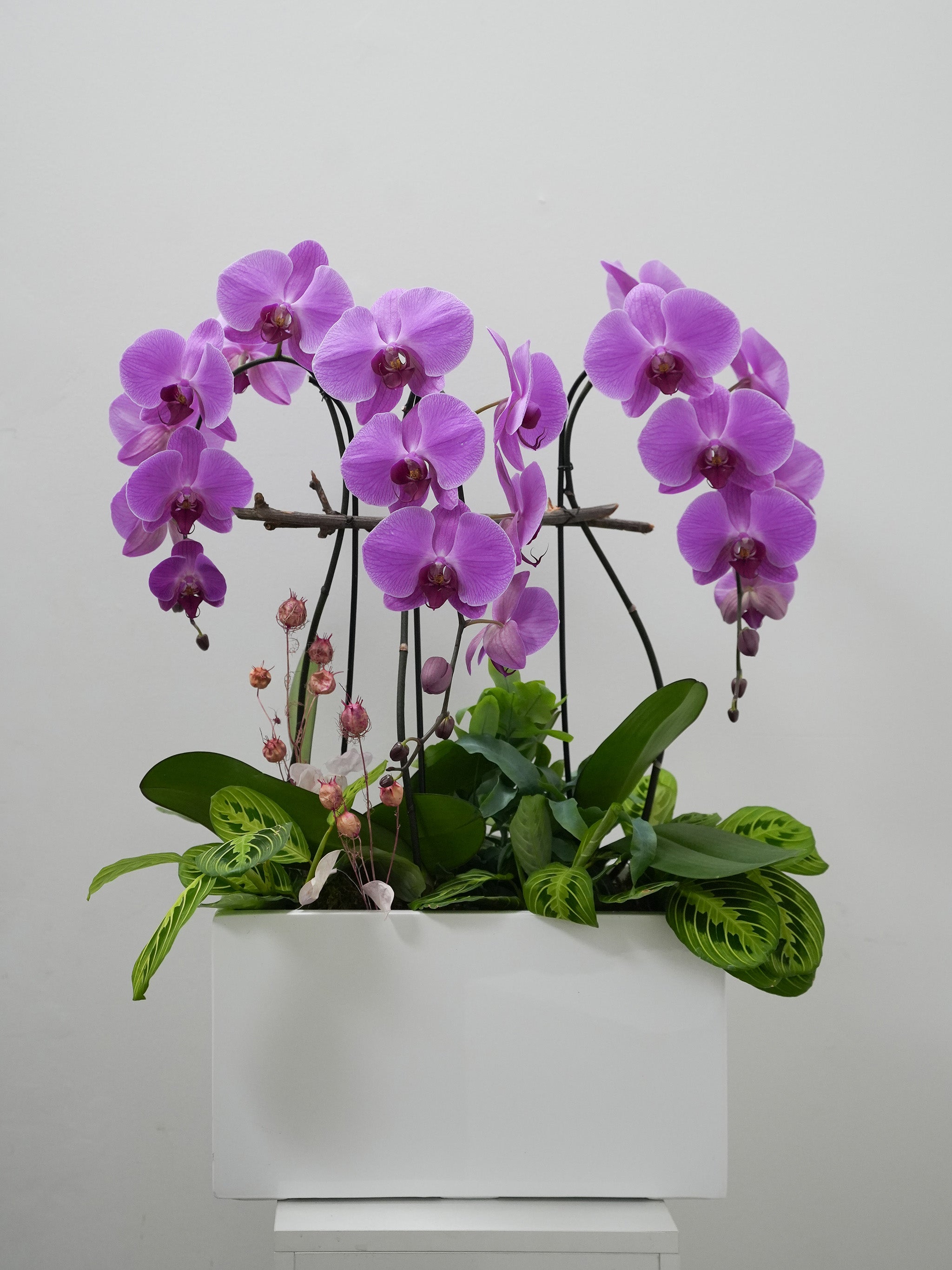 Violet Orchid