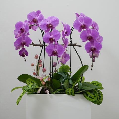 Violet Orchid