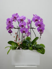Violet Orchid