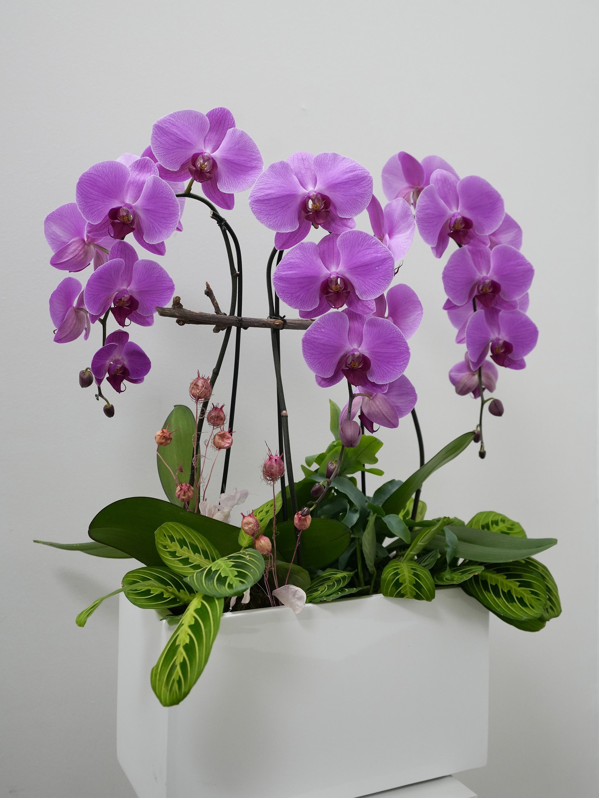 Violet Orchid
