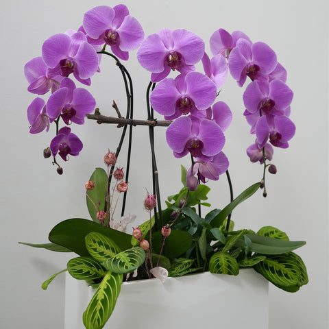 Violet Orchid