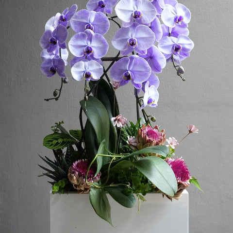 Tranquil Orchid