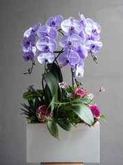 Tranquil Orchid