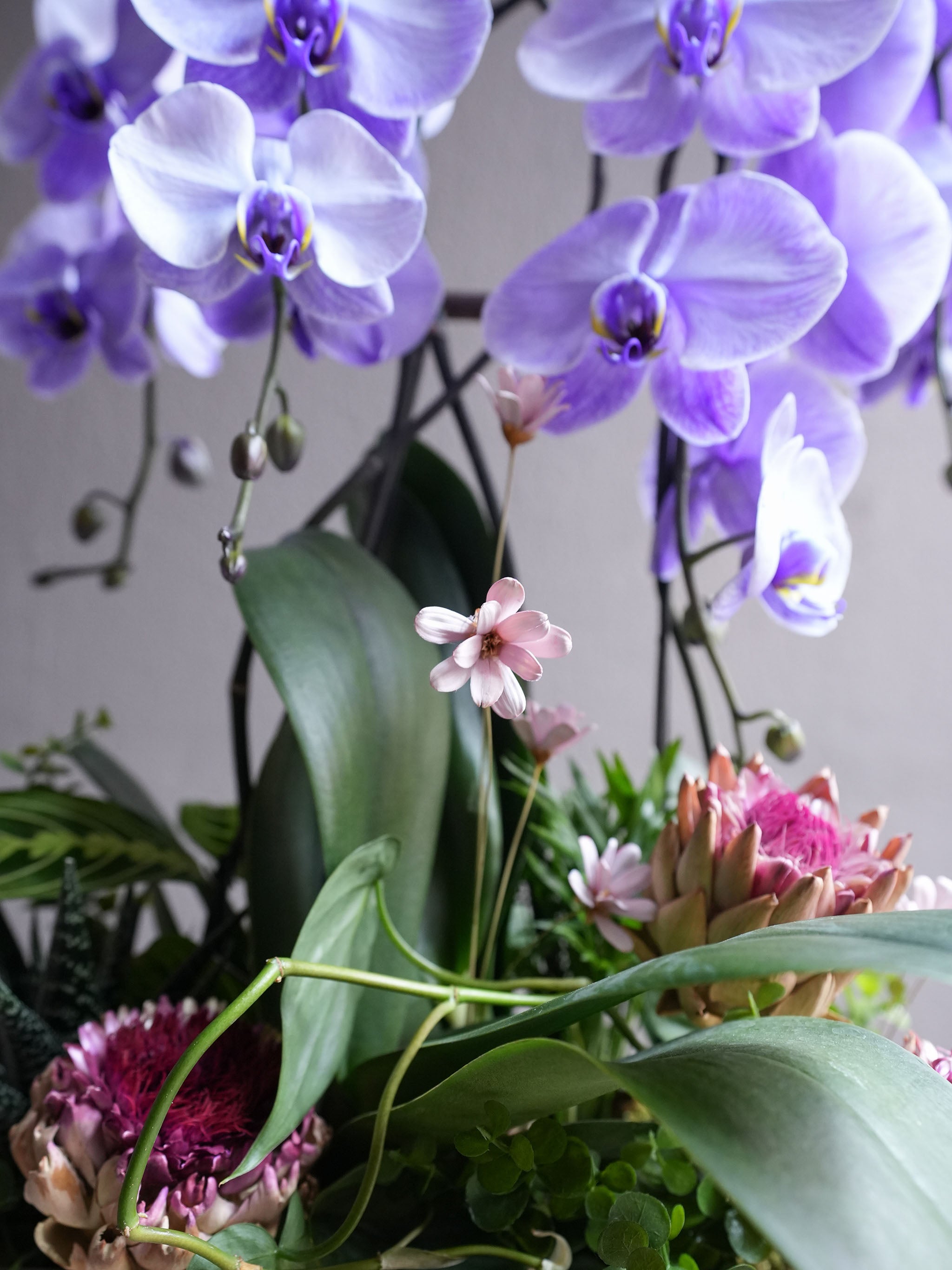 Tranquil Orchid