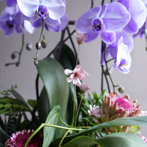 Tranquil Orchid