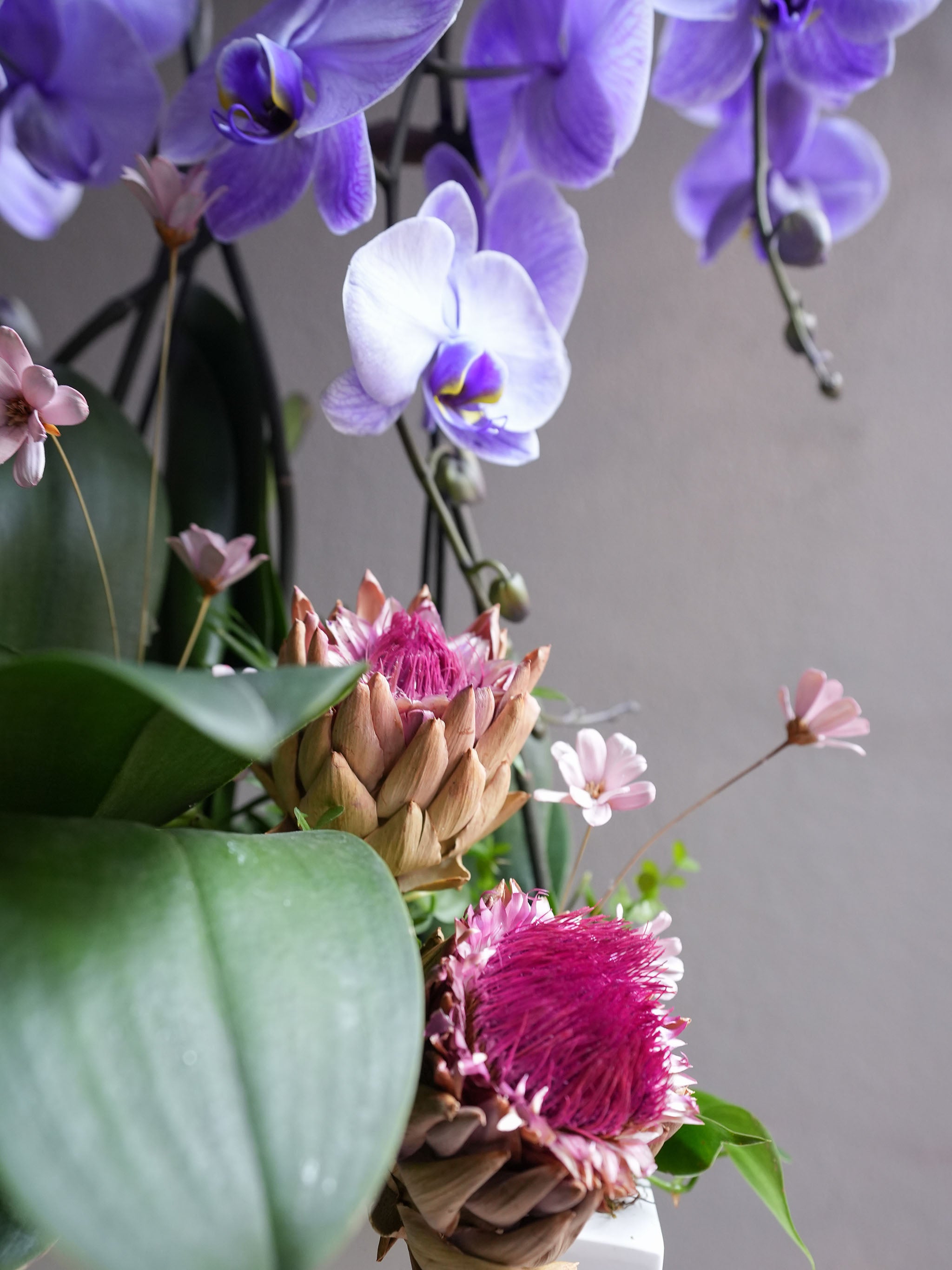 Tranquil Orchid