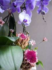 Tranquil Orchid
