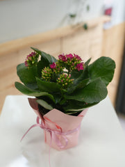 Kalanchoe (4