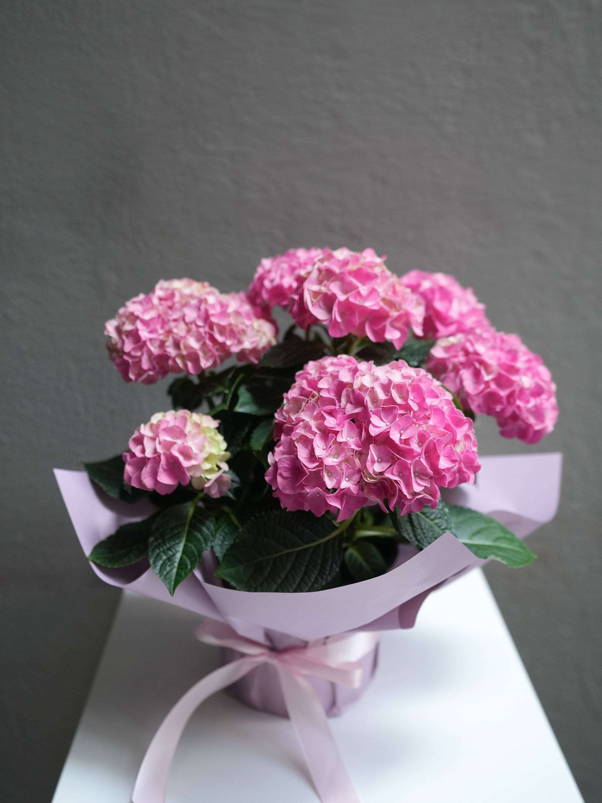 Hydrangea pot ( 6