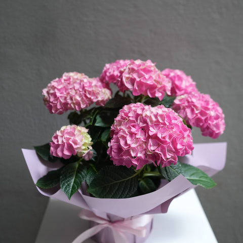 Hydrangea pot ( 6