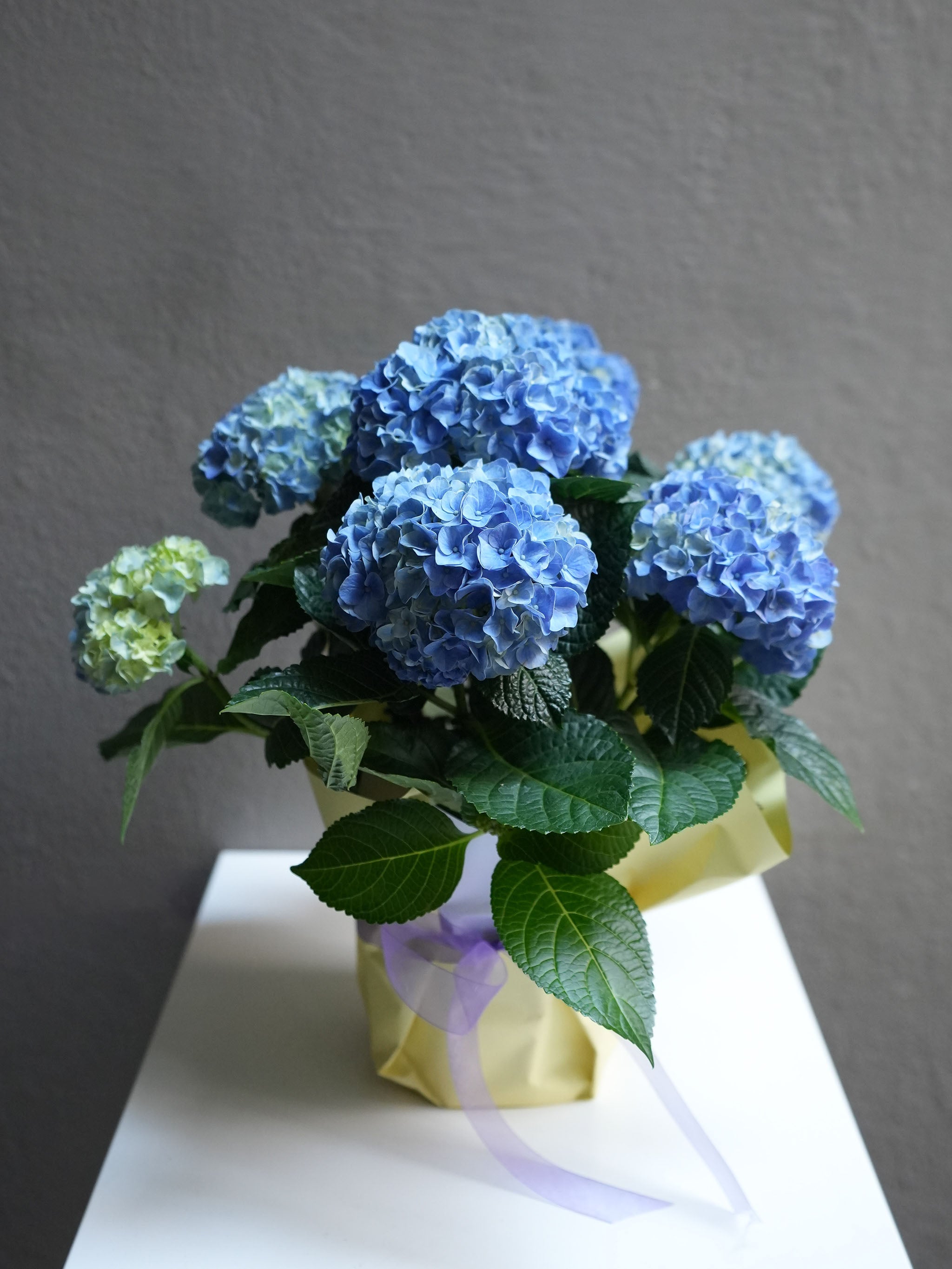 Hydrangea pot ( 6
