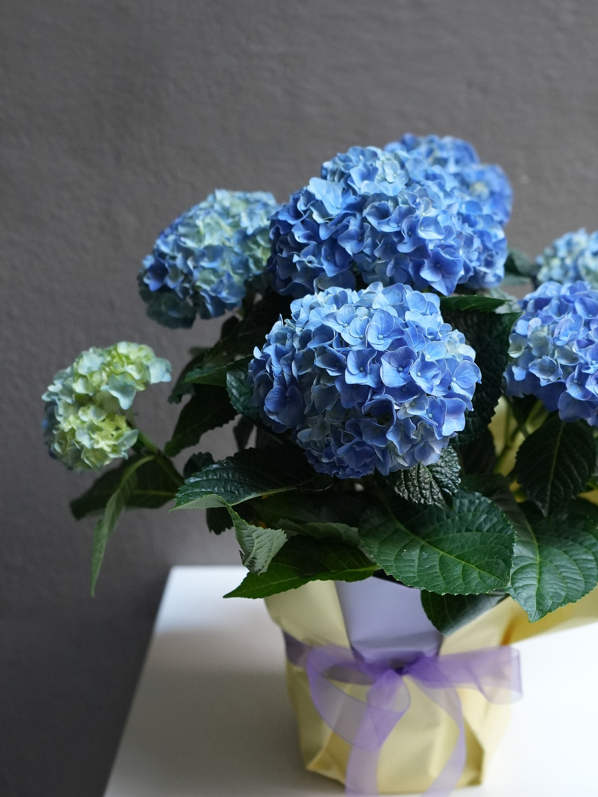 Hydrangea pot ( 6