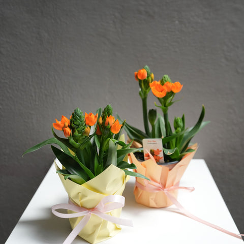 Ornithogalum dubium ( 4