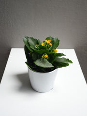 Kalanchoe (4