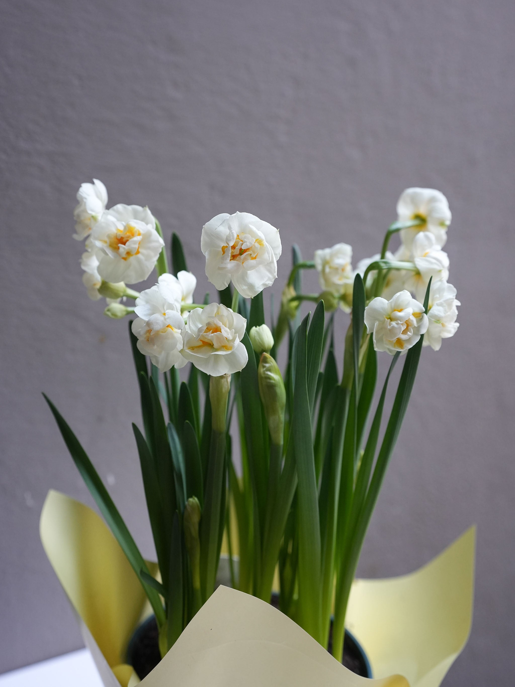 Daffodil White yellow ( 6
