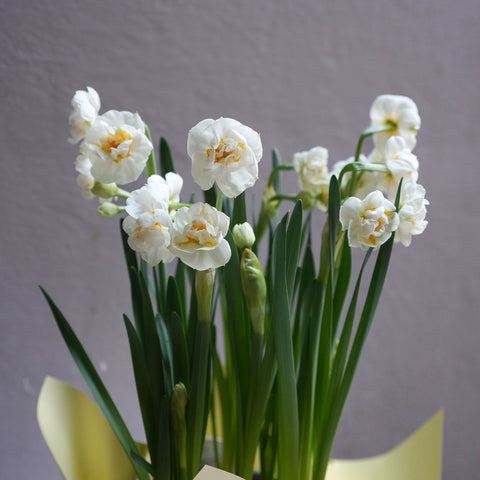 Daffodil White yellow ( 6