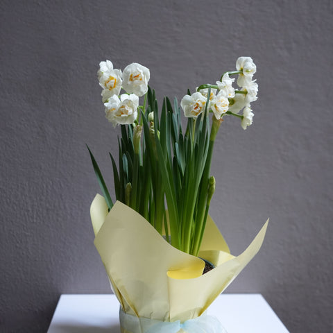 Daffodil White yellow ( 6