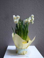 Daffodil White yellow ( 6