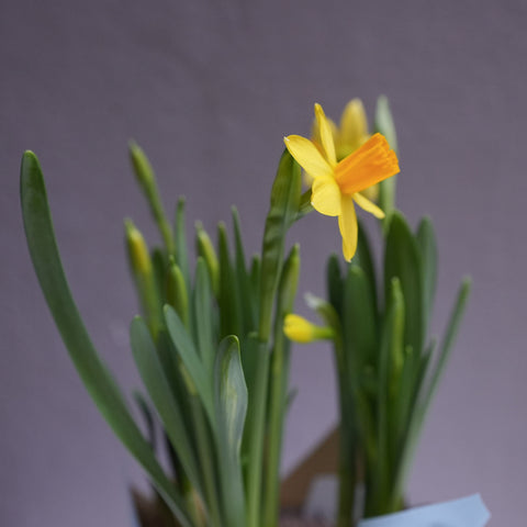 Mini yellow Daffodil ( 4