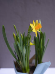 Mini yellow Daffodil ( 4