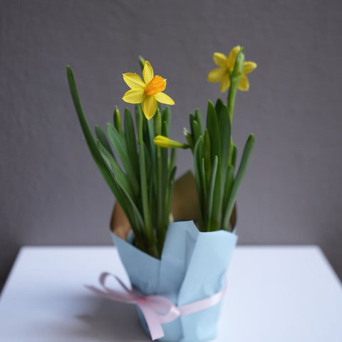 Mini yellow Daffodil ( 4