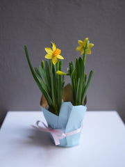 Mini yellow Daffodil ( 4
