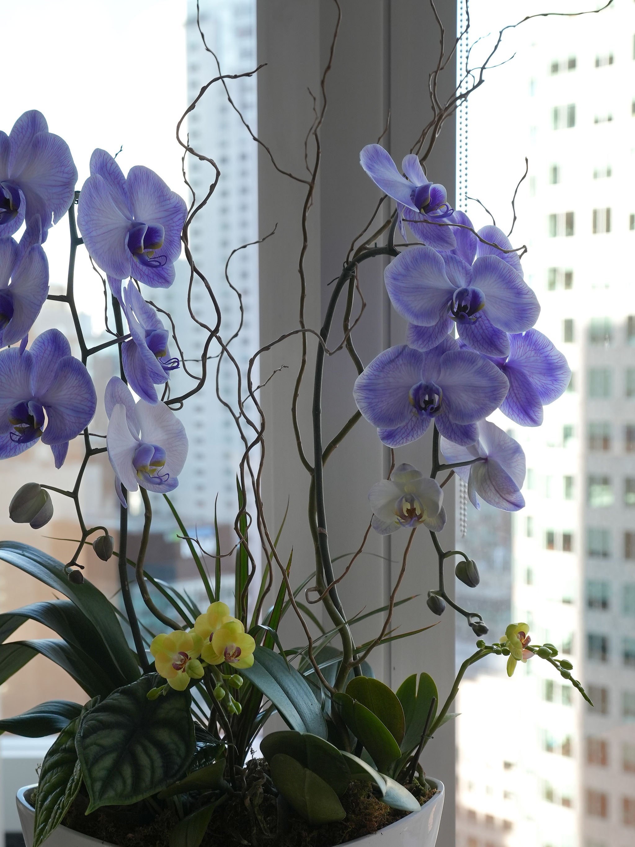 [MD] Purple Elegance Orchid Arrangement