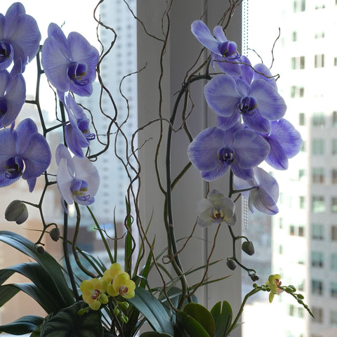 [MD] Purple Elegance Orchid Arrangement