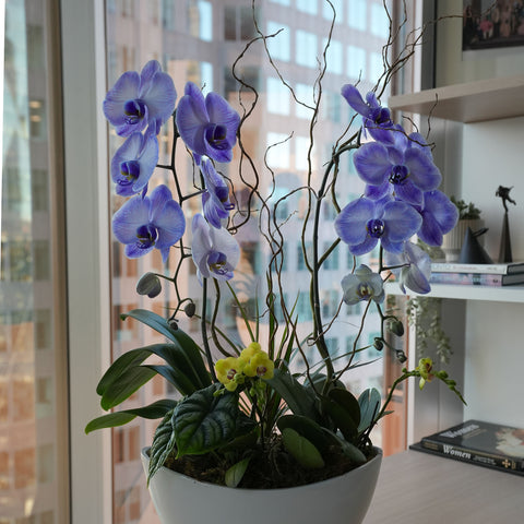 [MD] Purple Elegance Orchid Arrangement