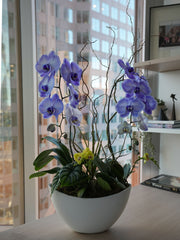 [MD] Purple Elegance Orchid Arrangement