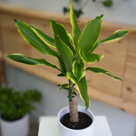 Dracaena fragrans 6
