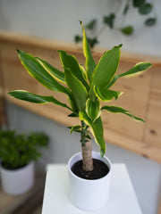 Dracaena fragrans 6