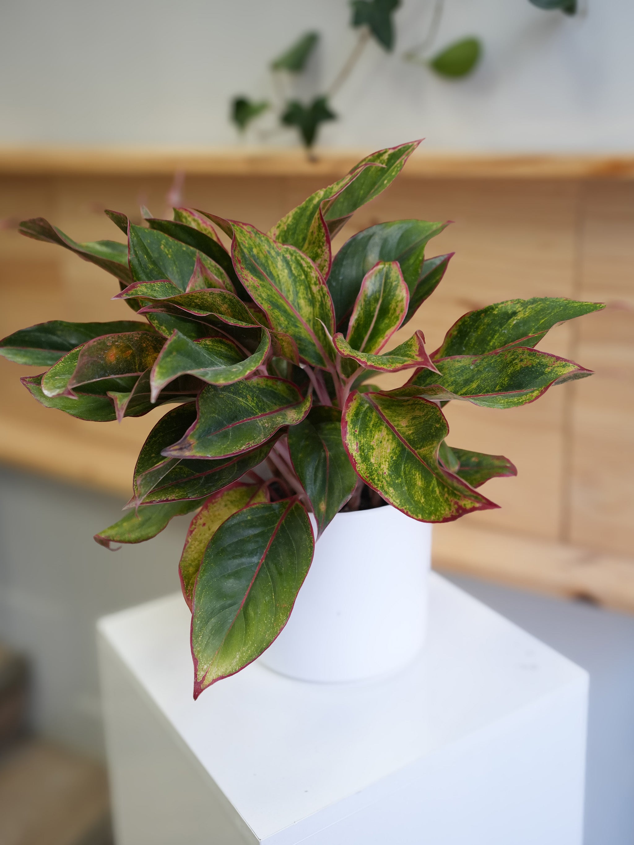Chinese Evergreen 6