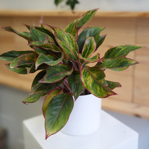 Chinese Evergreen 6