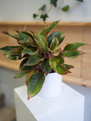 Chinese Evergreen 6