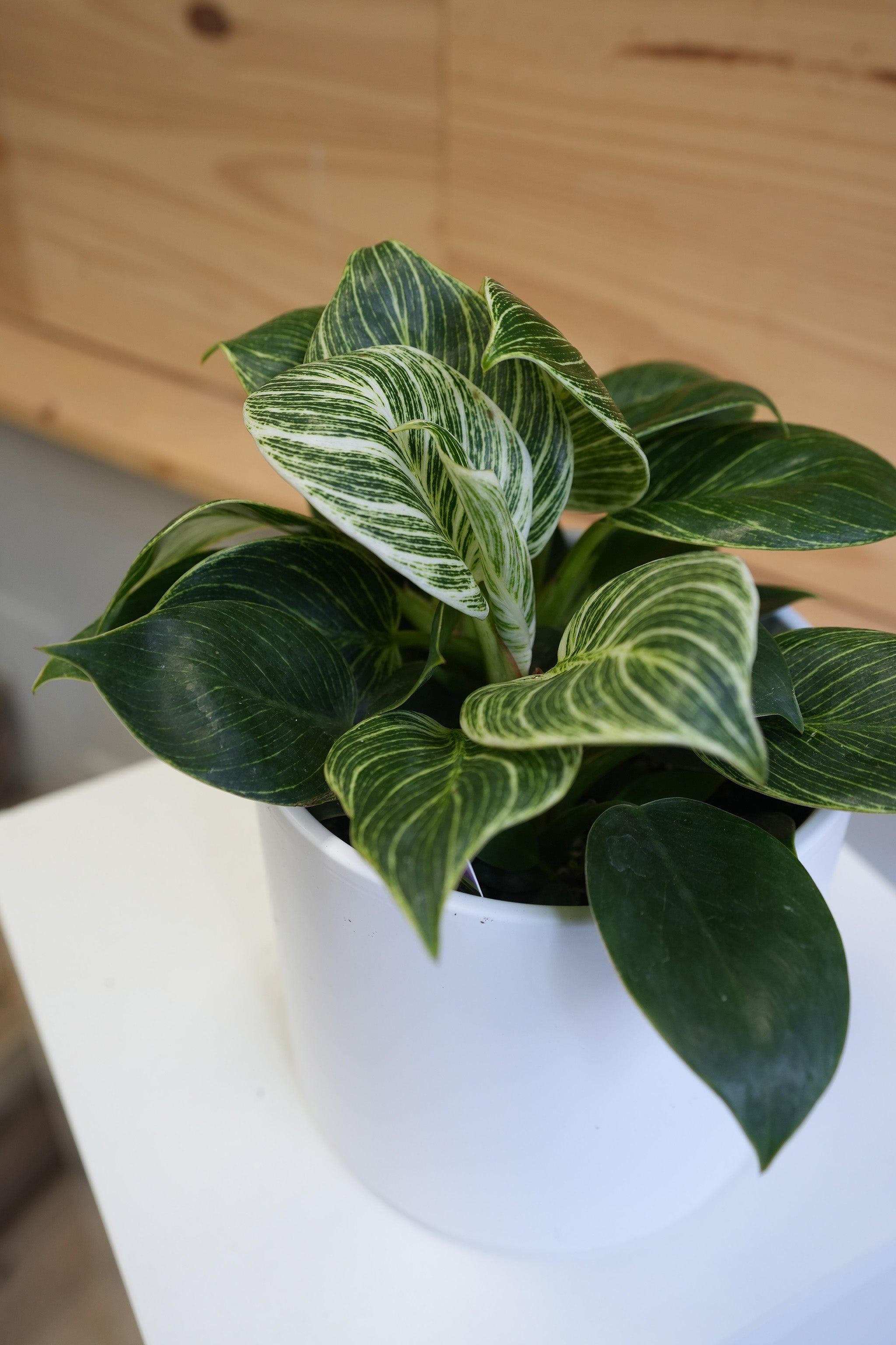 Philodendron Birkin (6