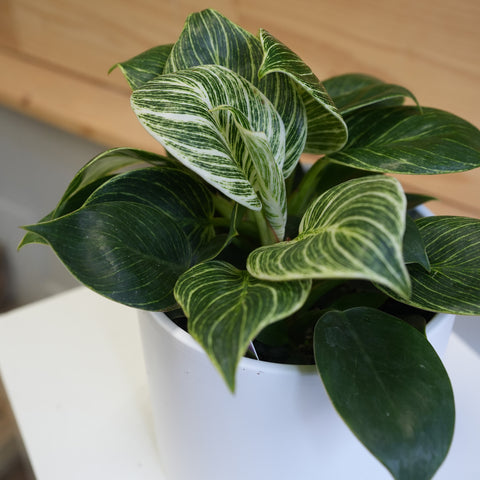 Philodendron Birkin (6