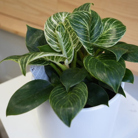 Philodendron Birkin (6